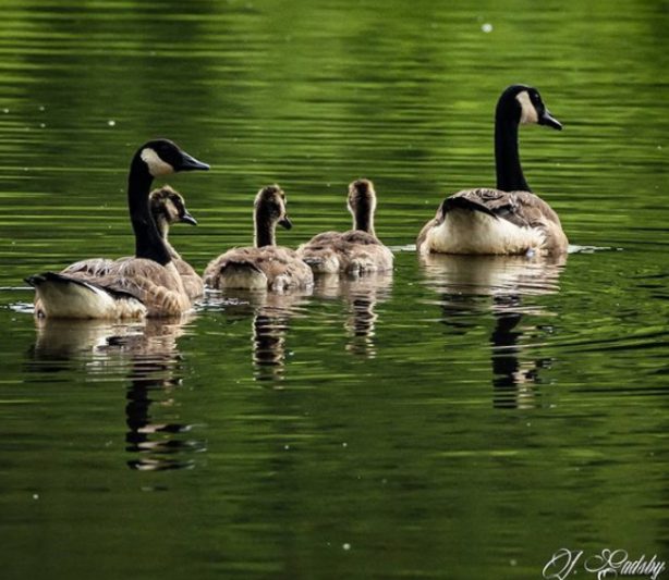 geese on the water