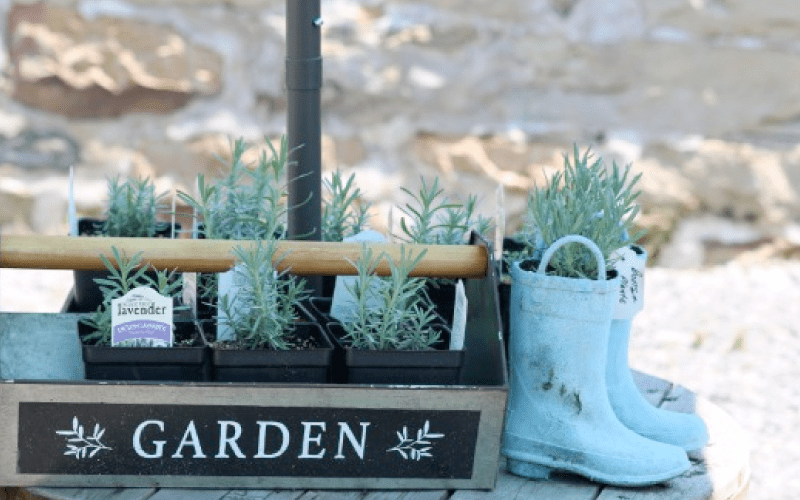 Fairlamb lavender farm garden box
