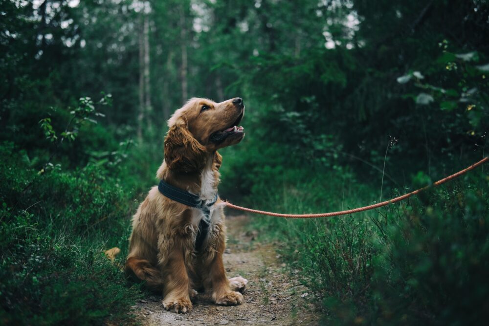“Ultimutt” Dog Lover Travel Guide