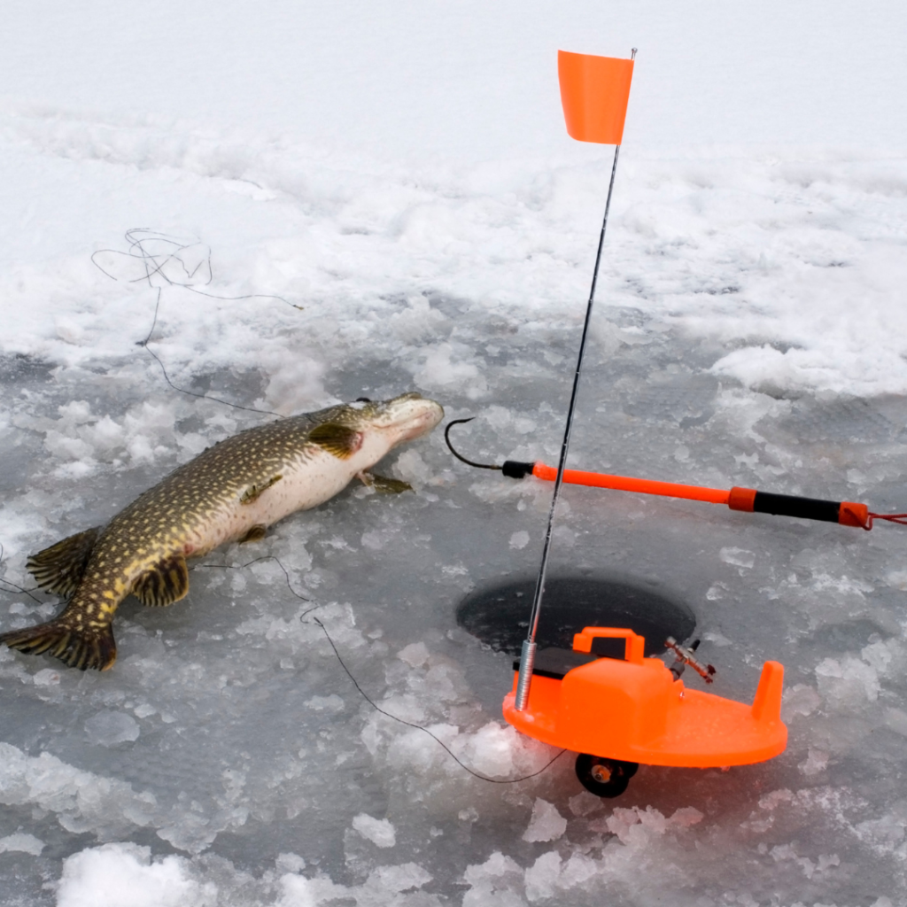  Muskie caught while ice fishing