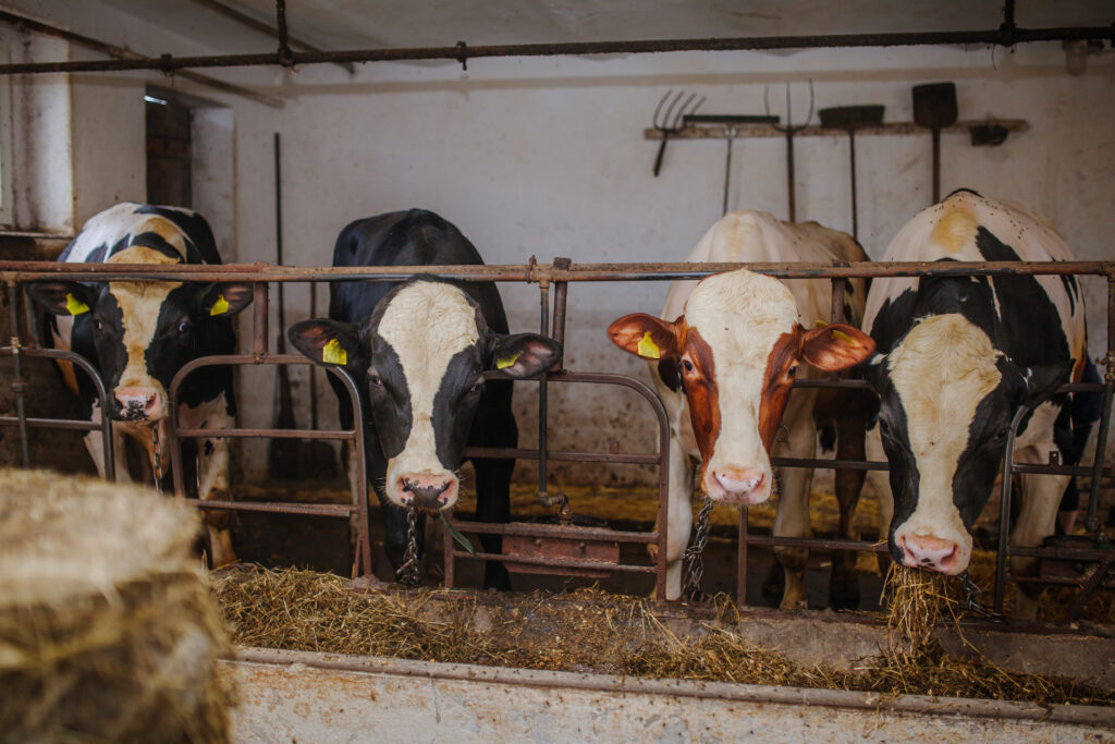 Cows in livestock barn