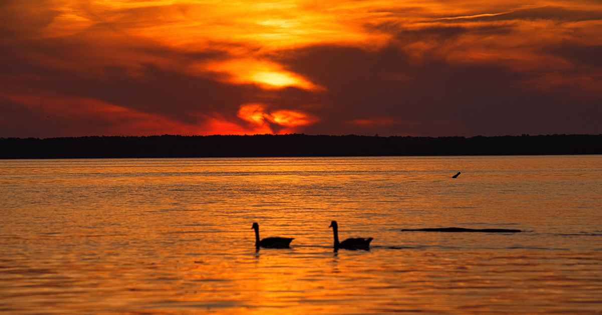 Fall Birding in Crawford County: Where Migration Meets the Changing Season