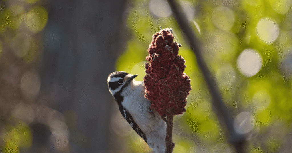 Downy Woodpecker