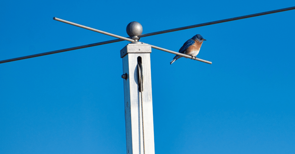 Eastern Bluebird