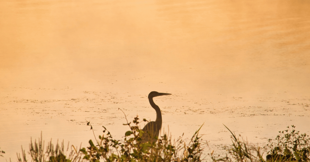 Blue Heron at Sunset