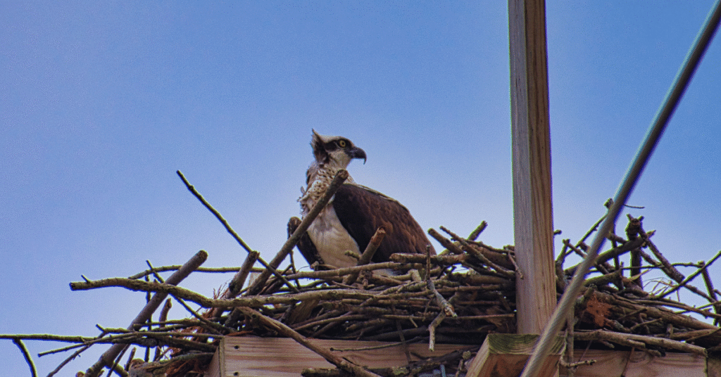Osprey