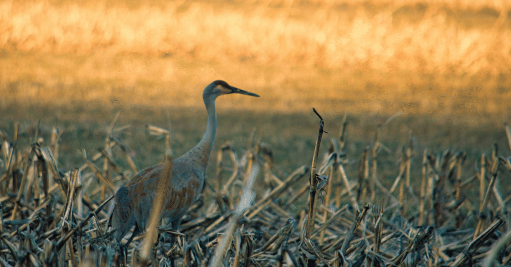 Sandhill Crane