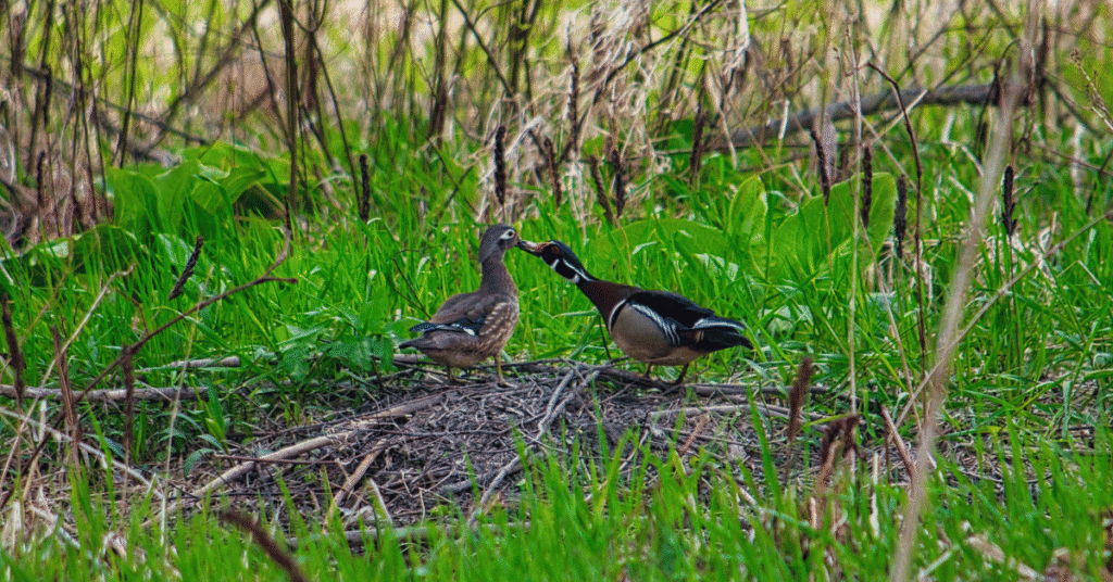 Male & Femail Wood Duck